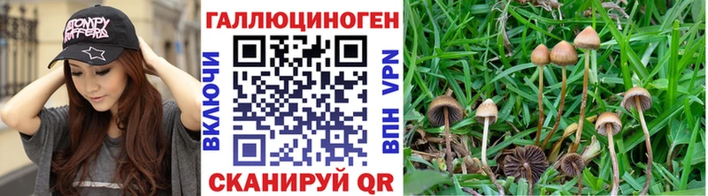 купить   Катайск  мега онион  Псилоцибиновые грибы Cubensis 